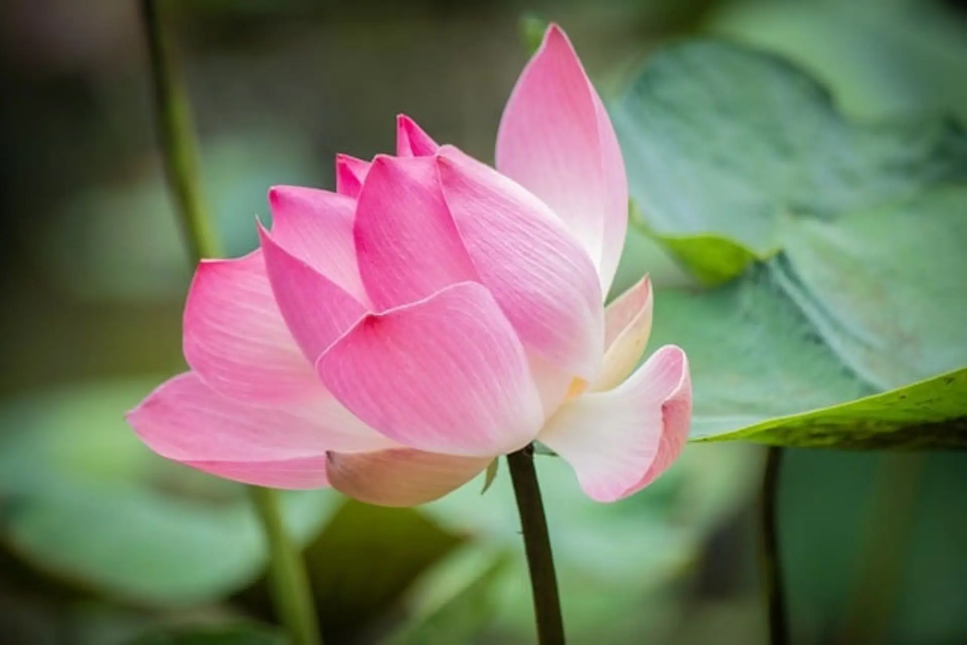 Lotus flower symbolizing clarity and thoughtful preparation.